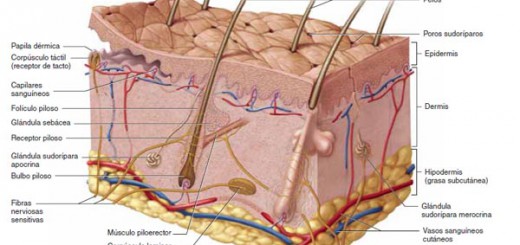 pelle_derma